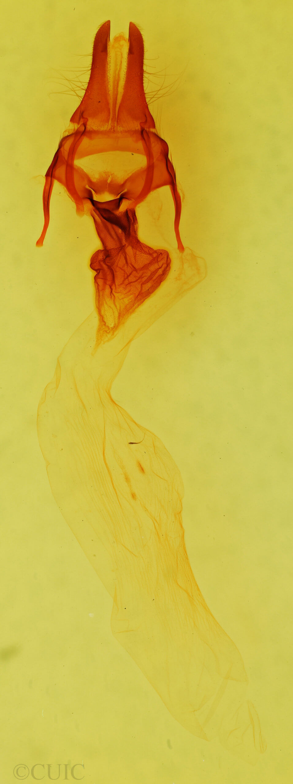 genitalia view of adult Apamea plutonia