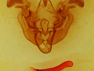 genitalia view of adult Apamea spaldingi