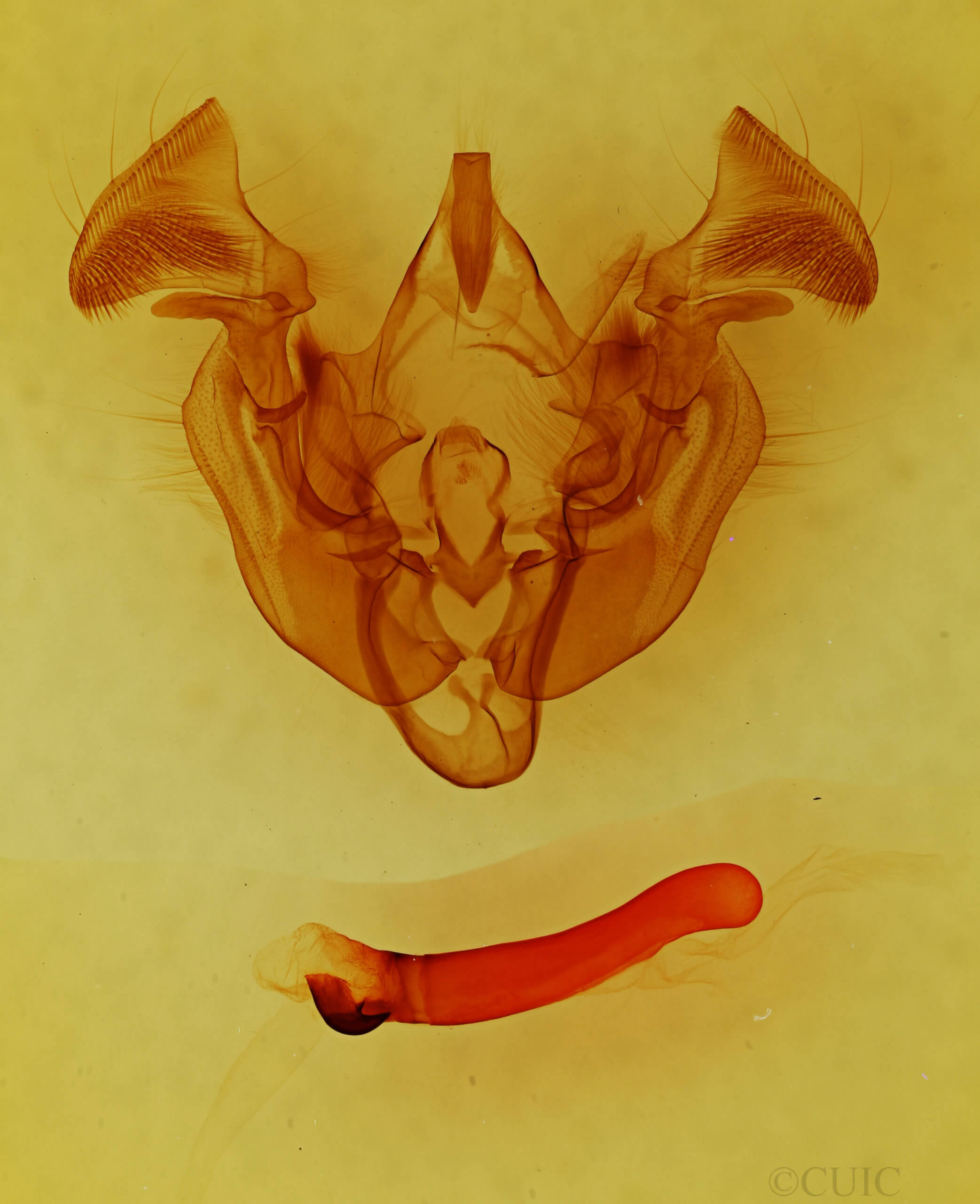 genitalia view of adult Apamea spaldingi