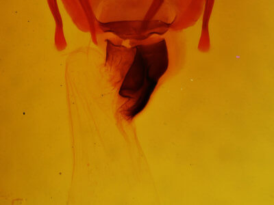 genitalia view of adult Apamea spaldingi