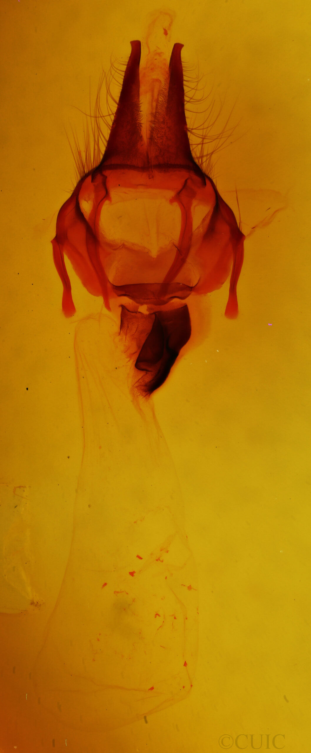 genitalia view of adult Apamea spaldingi