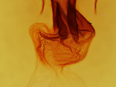 genitalia view of adult Apamea unita