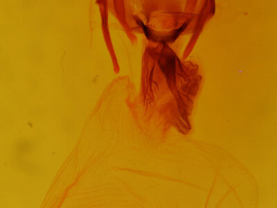 genitalia view of adult Apamea vultuosa