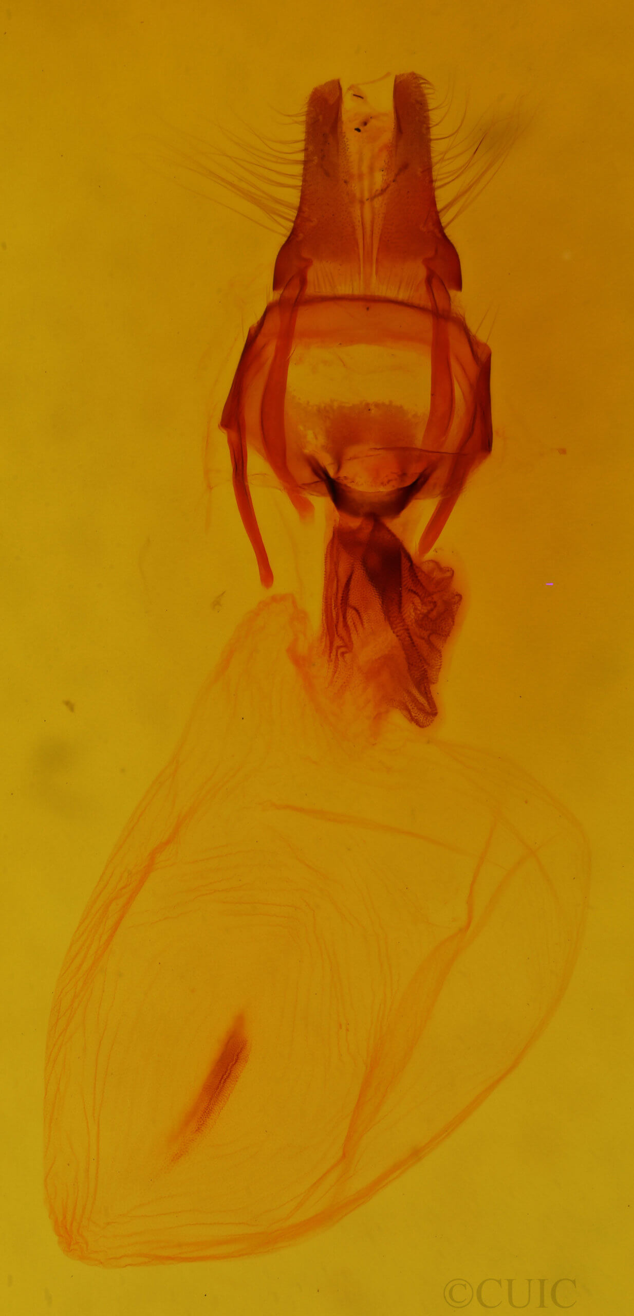 genitalia view of adult Apamea vultuosa