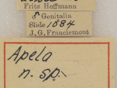 label view of adult Apela catherinae