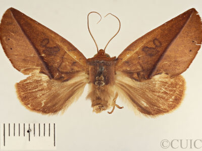 dorsal view of adult Apela catherinae