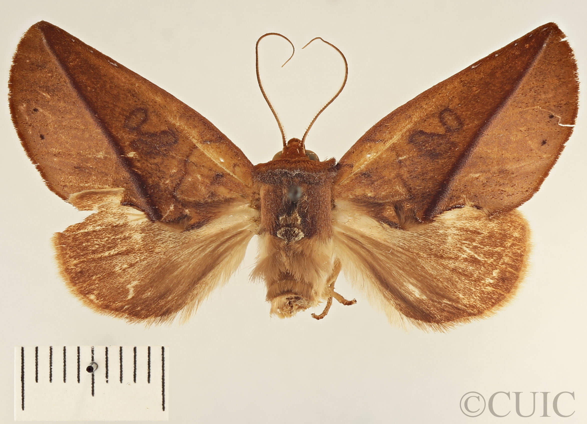 dorsal view of adult Apela catherinae