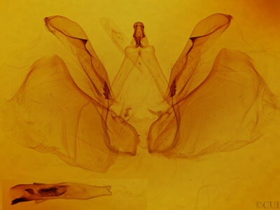 genitalia view of adult Apela catherinae