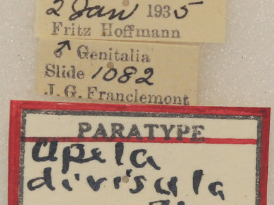 label view of adult Apela divisa