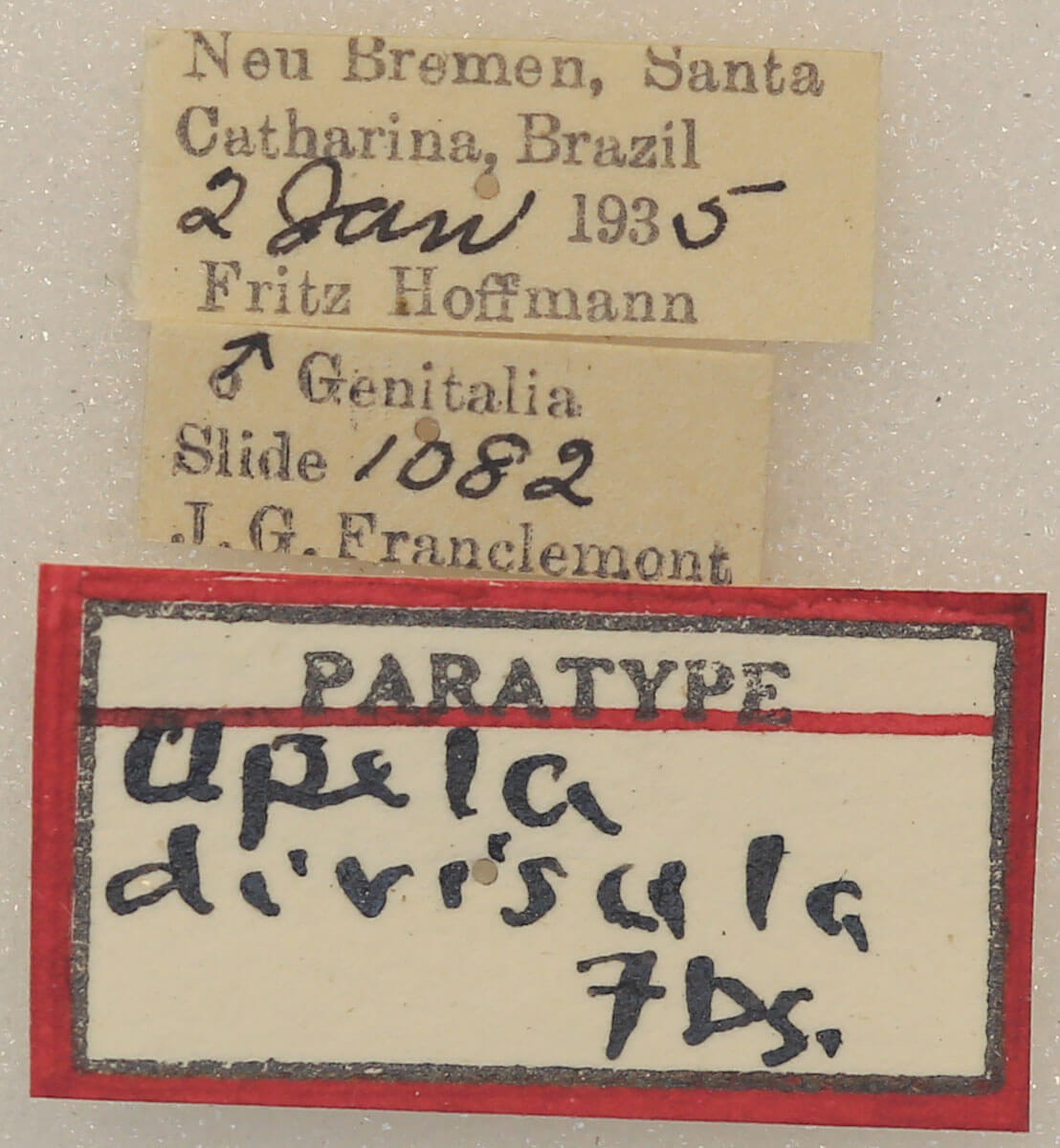 label view of adult Apela divisa