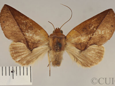 dorsal view of adult Apela divisa