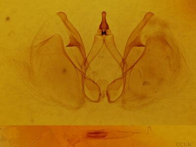 genitalia view of adult Apela divisa