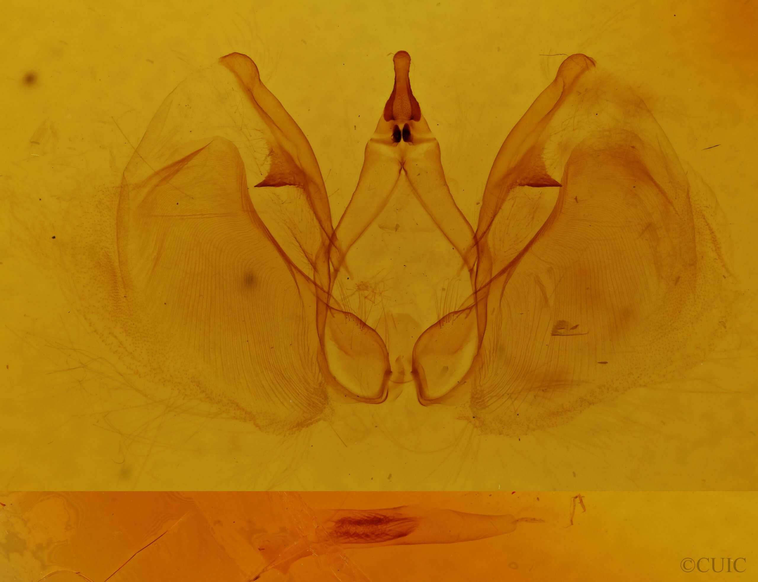 genitalia view of adult Apela divisa