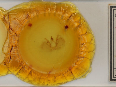 slide view of adult Apela divisa