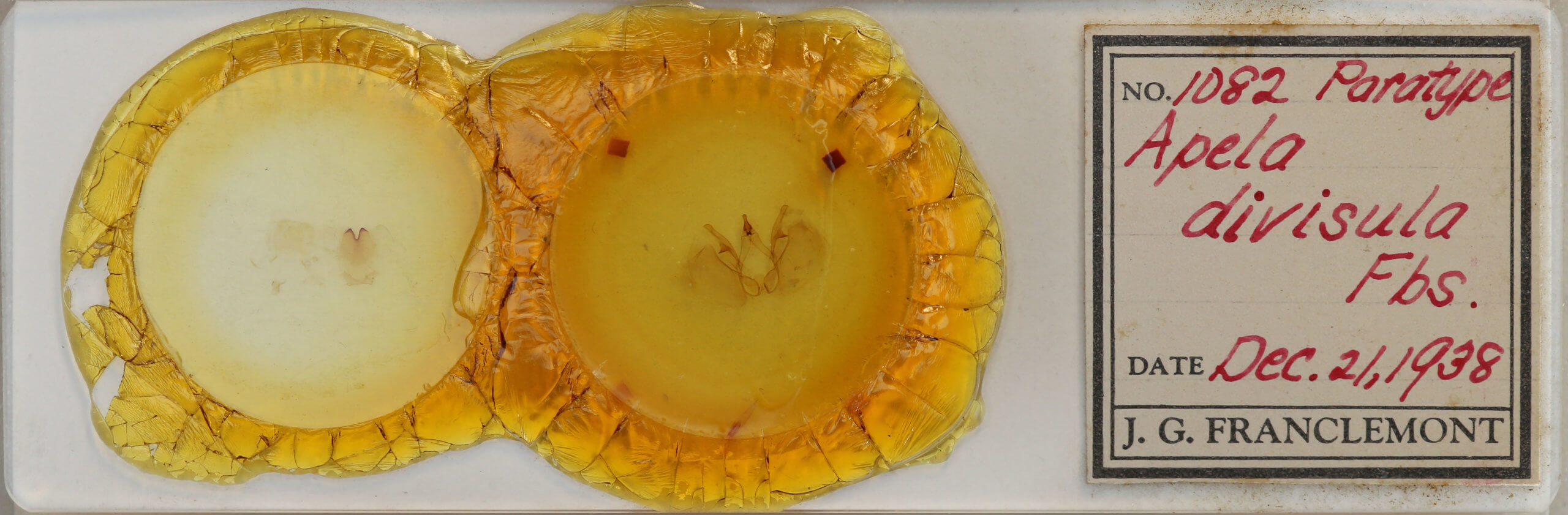 slide view of adult Apela divisa