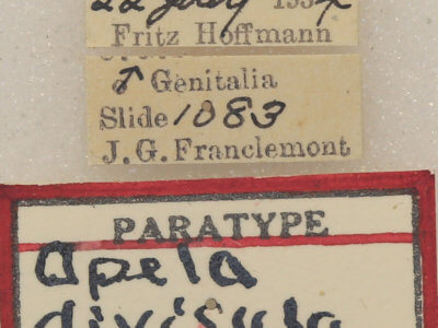 label view of adult Apela divisa