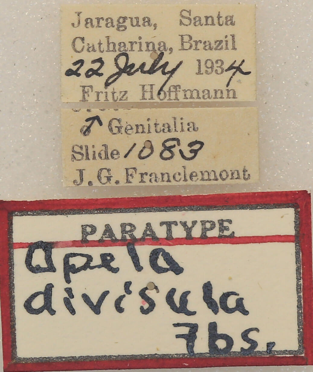label view of adult Apela divisa