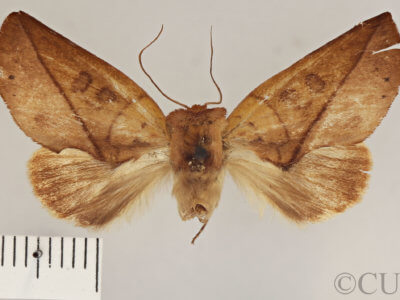 dorsal view of adult Apela divisa