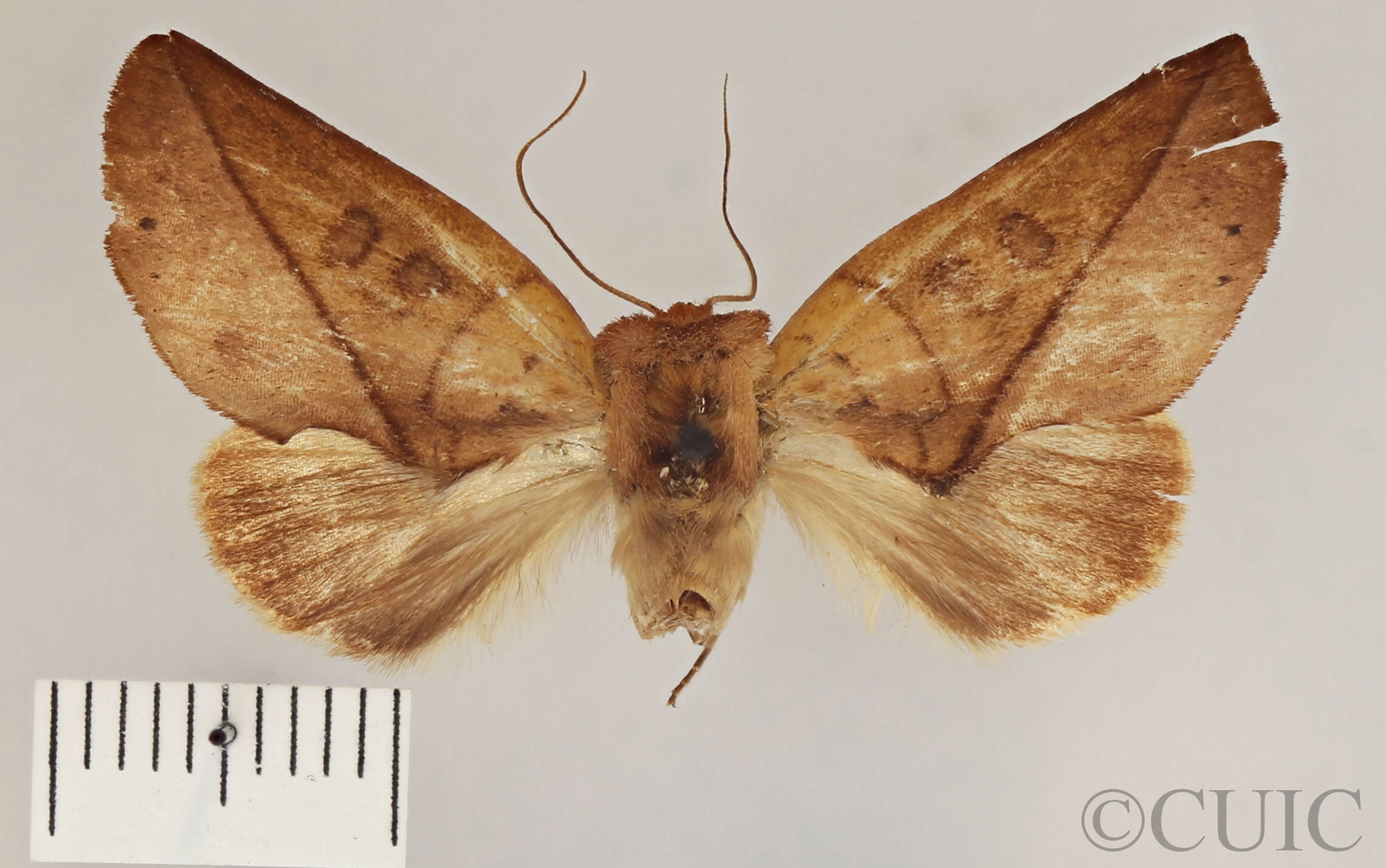 dorsal view of adult Apela divisa