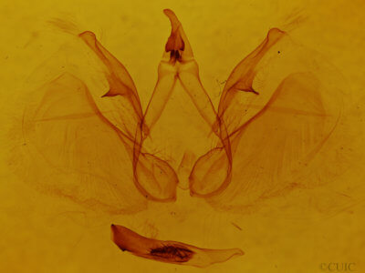 genitalia view of adult Apela divisa