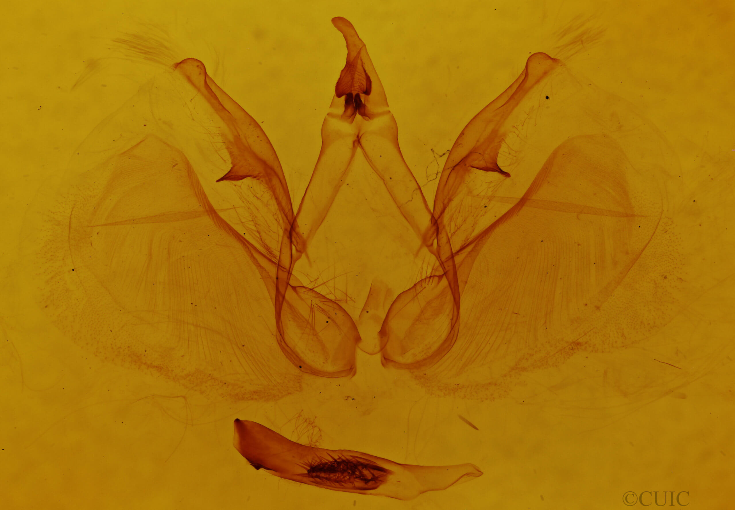 genitalia view of adult Apela divisa