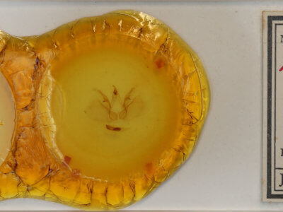 slide view of adult Apela divisa