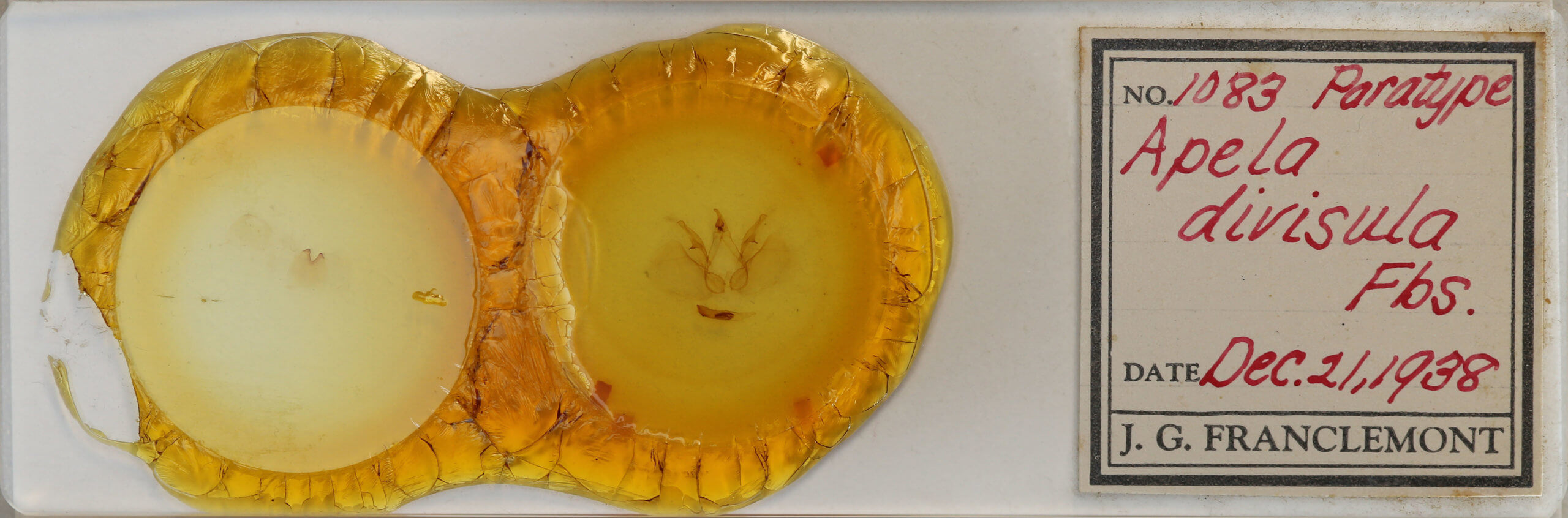 slide view of adult Apela divisa