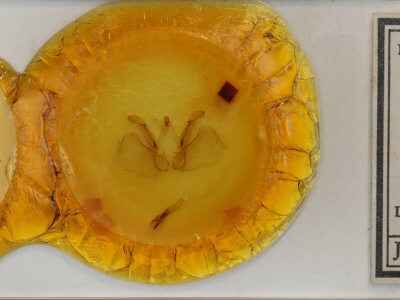 slide view of adult Apela catherinae