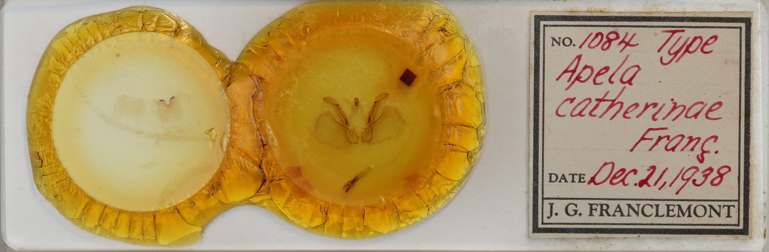 slide view of adult Apela catherinae