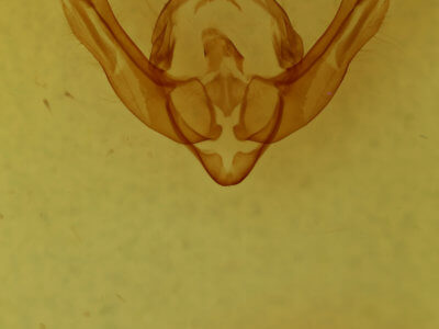 genitalia view of adult Globia alameda