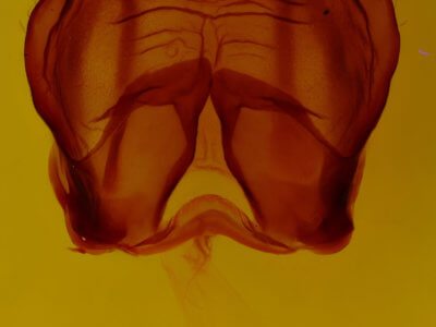 genitalia view of adult Globia alameda