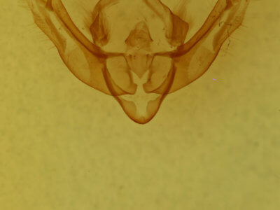 genitalia view of adult Globia alameda