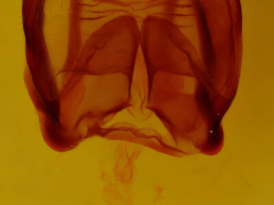 genitalia view of adult Globia alameda