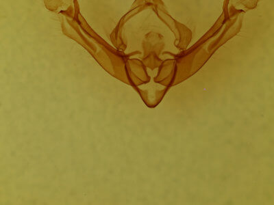 genitalia view of adult Globia alameda