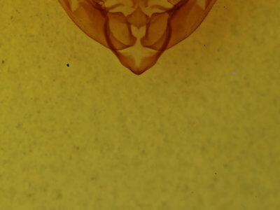 genitalia view of adult Globia subflava