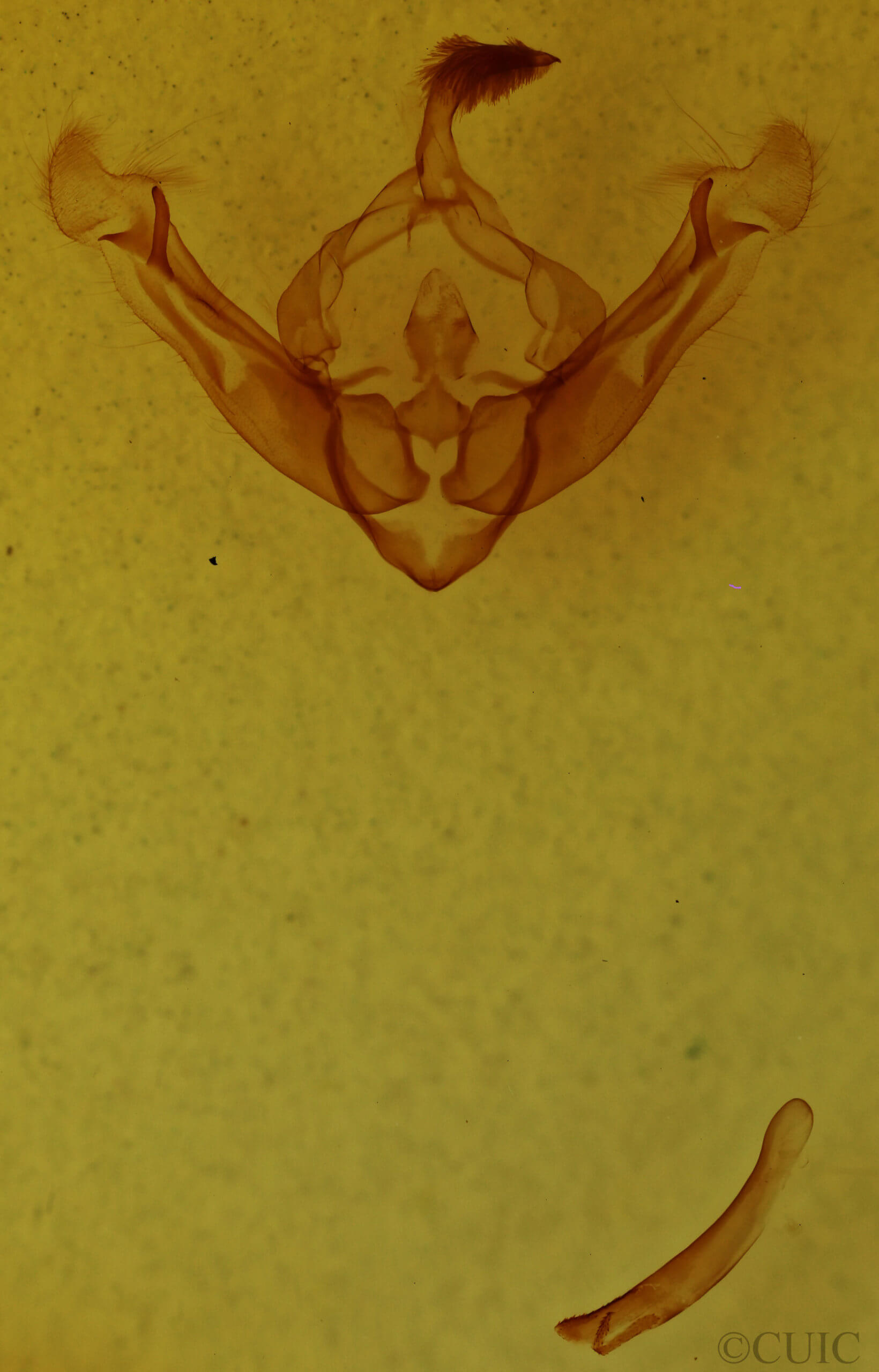 genitalia view of adult Globia subflava