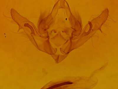 genitalia view of adult Aseptis binotata