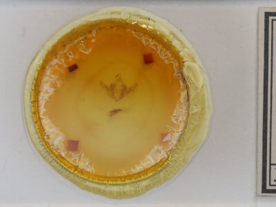 slide view of adult Aseptis binotata