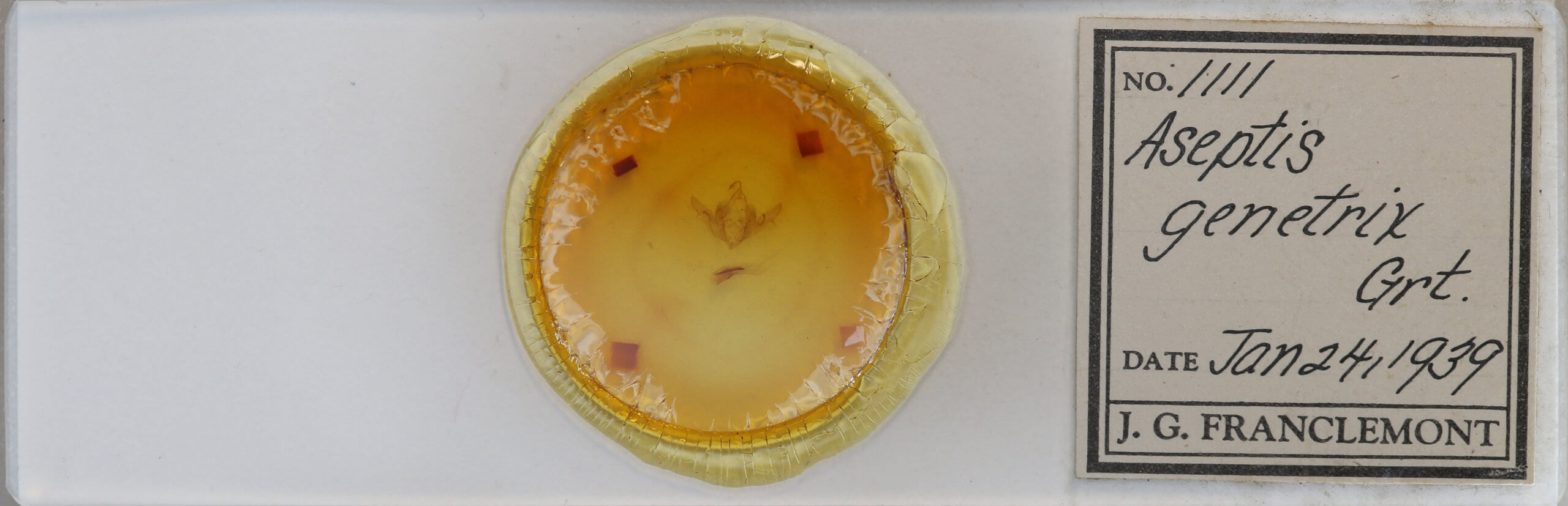 slide view of adult Aseptis binotata