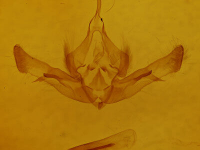 genitalia view of adult Aseptis susquesa