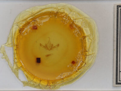 slide view of adult Aseptis susquesa