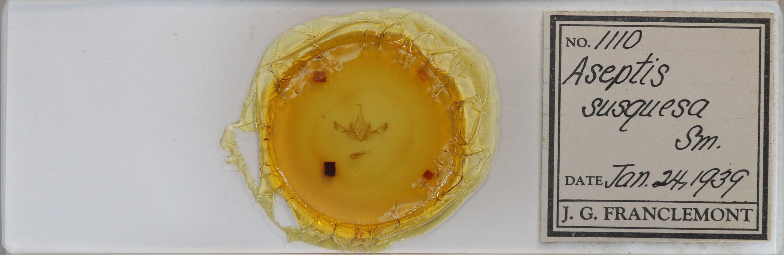 slide view of adult Aseptis susquesa