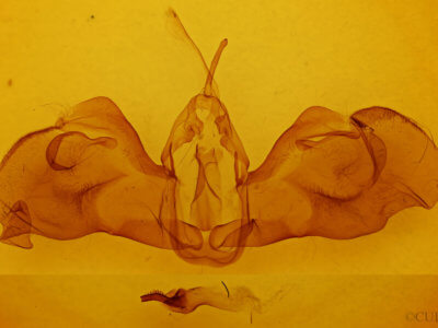 genitalia view of adult Clemira magnifica