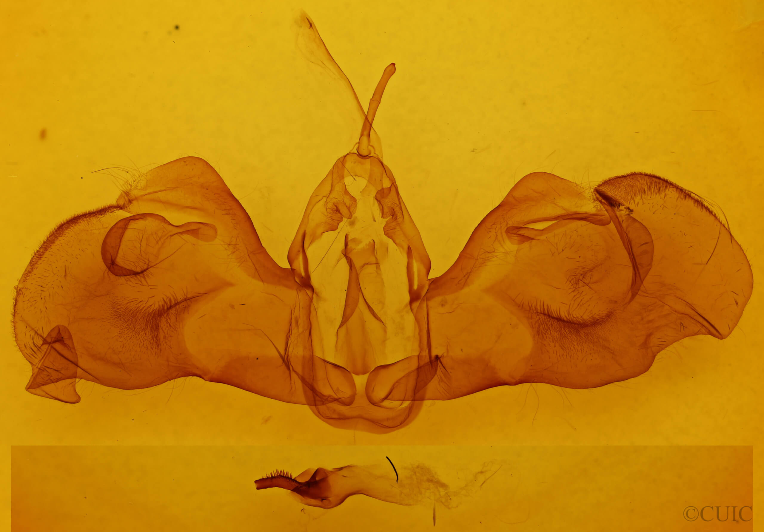 genitalia view of adult Clemira magnifica