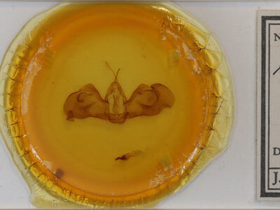 slide view of adult Clemira magnifica