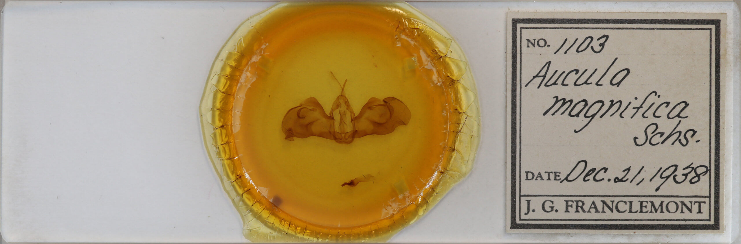 slide view of adult Clemira magnifica