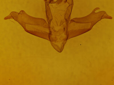 genitalia view of adult Ceroctena