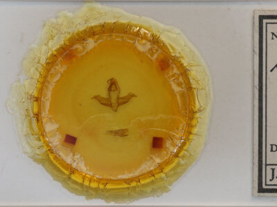 slide view of adult Ceroctena