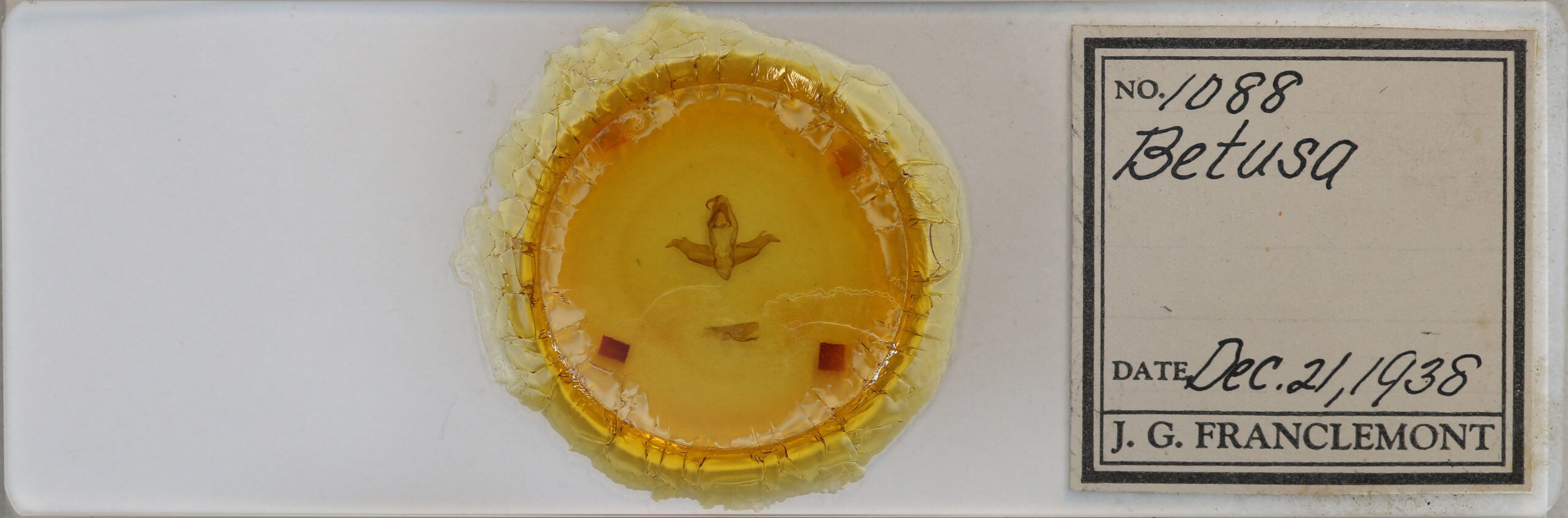 slide view of adult Ceroctena