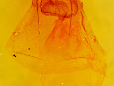 genitalia view of adult Caripeta angustiorata